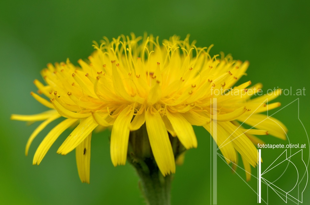 14-06-29 Löwenzahn DSC 8335 