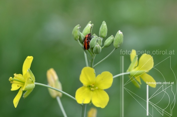 14-06-29 Käfer DSC 8338 